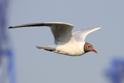 IMG_5122 Black-headed Gull.JPG